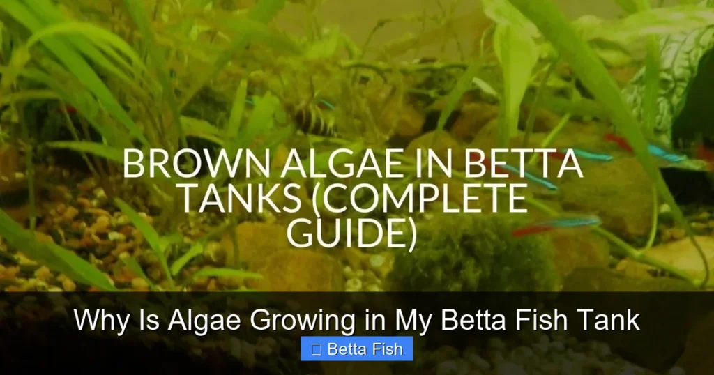 Why Is Algae Growing in My Betta Fish Tank