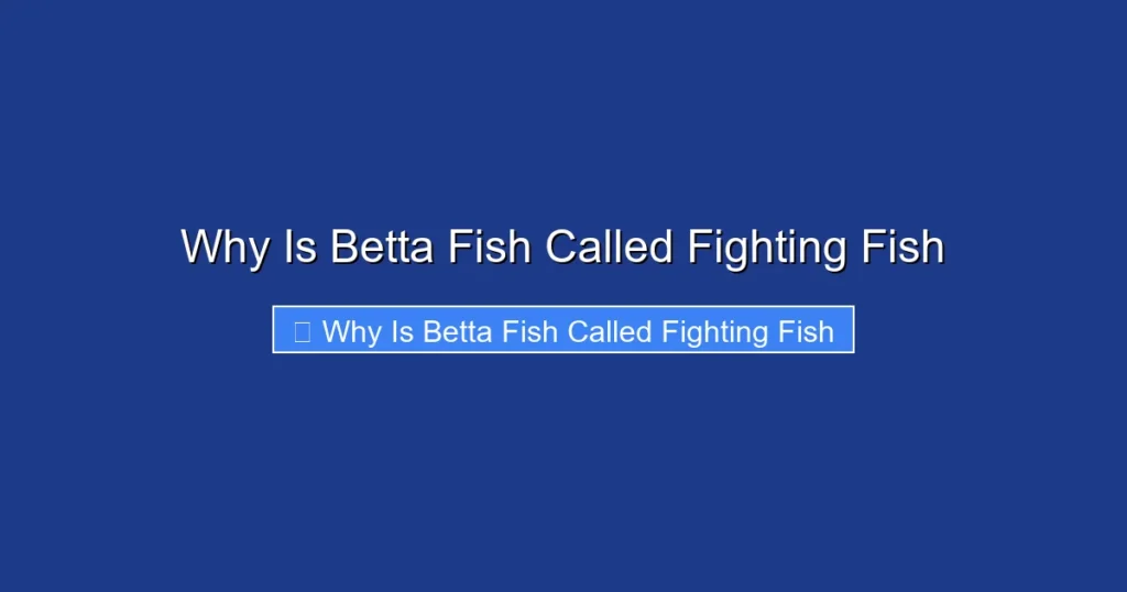 Why Is Betta Fish Called Fighting Fish