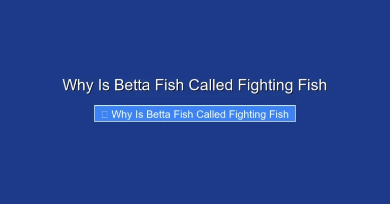 Why Is Betta Fish Called Fighting Fish