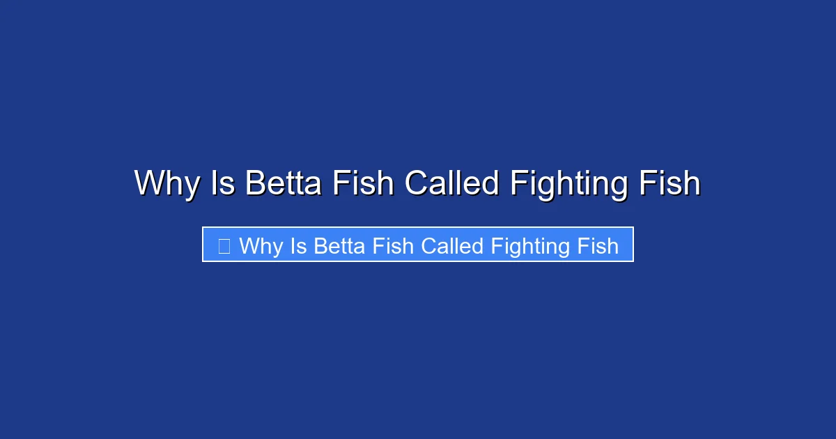 Why Is Betta Fish Called Fighting Fish
