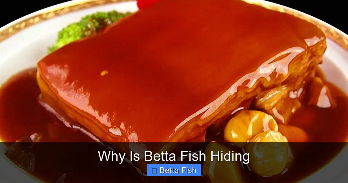 Why Is Betta Fish Hiding