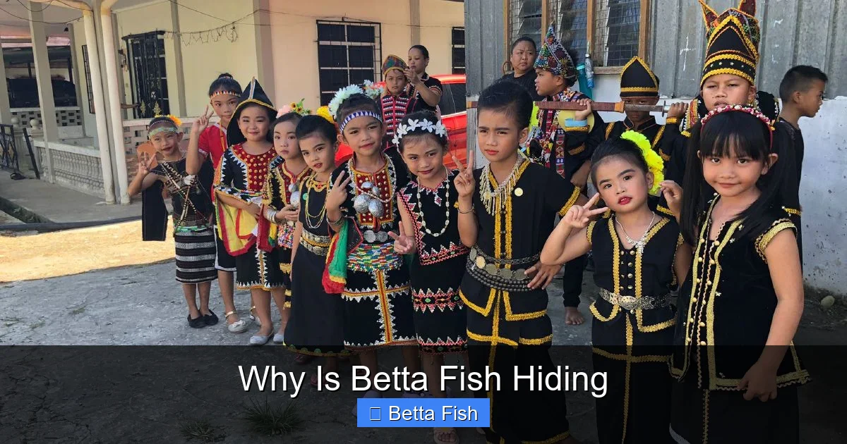 Why Is Betta Fish Hiding