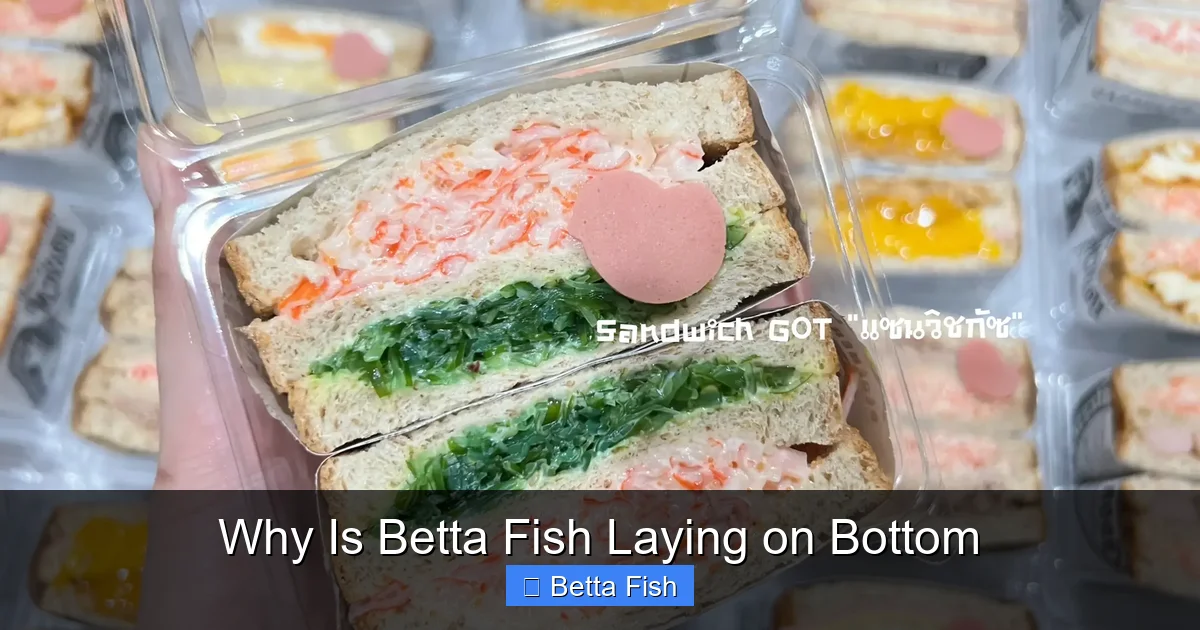 Why Is Betta Fish Laying on Bottom