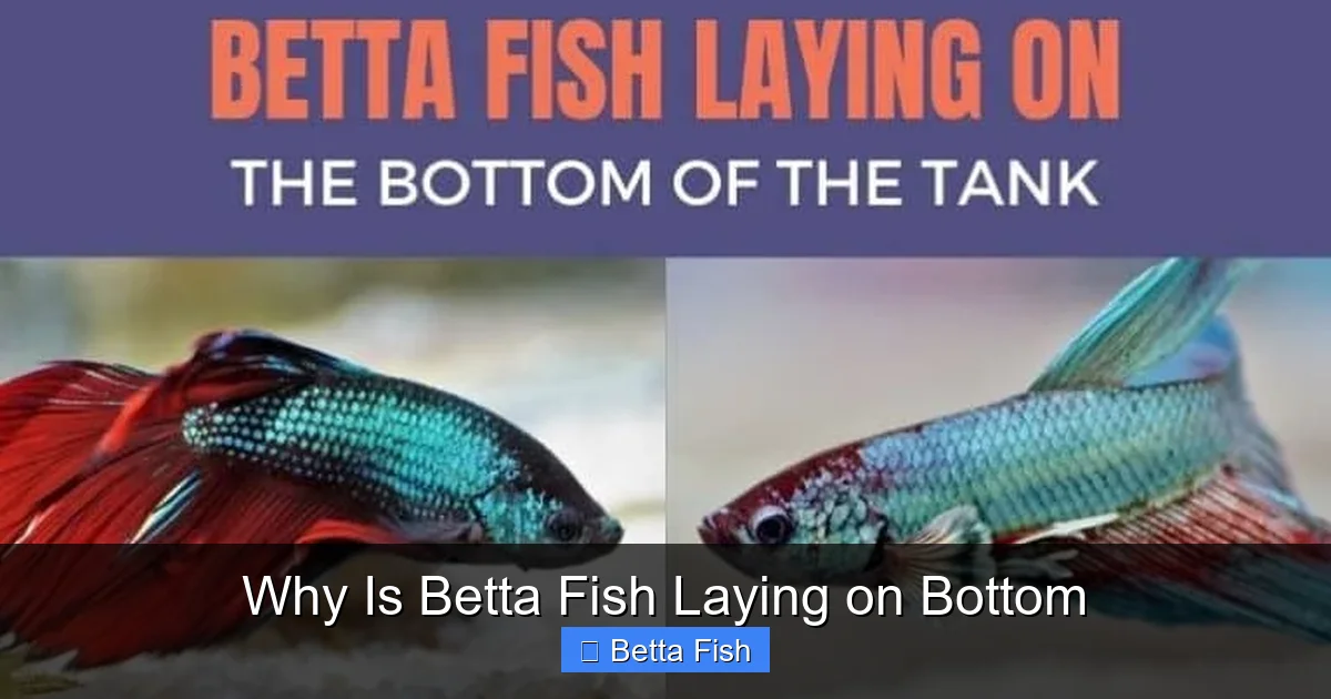 Why Is Betta Fish Laying on Bottom