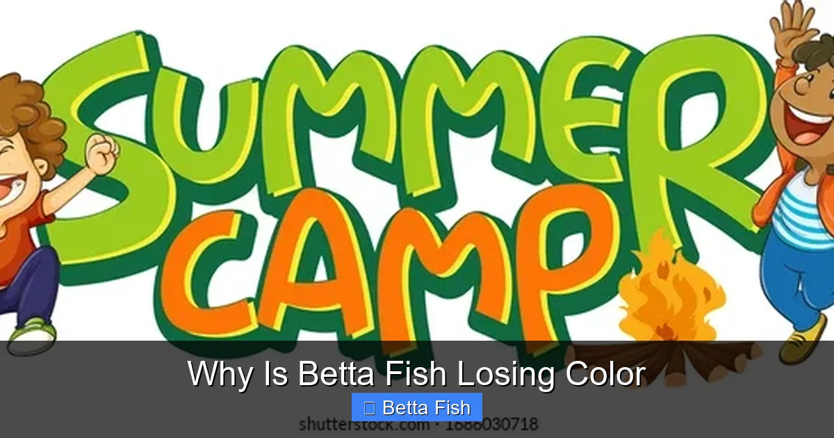 Why Is Betta Fish Losing Color