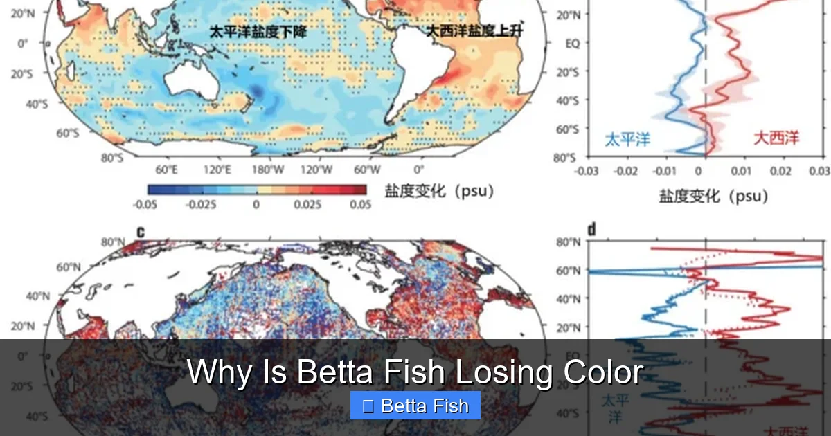 Why Is Betta Fish Losing Color
