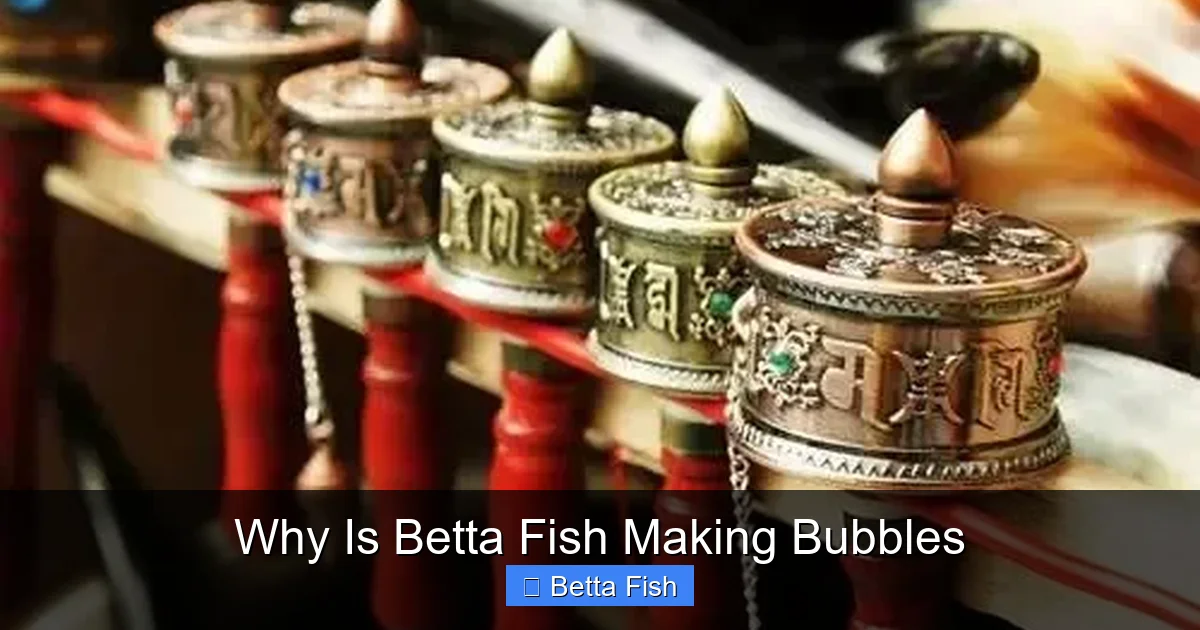 Why Is Betta Fish Making Bubbles