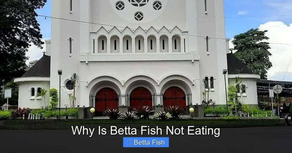 Why Is Betta Fish Not Eating