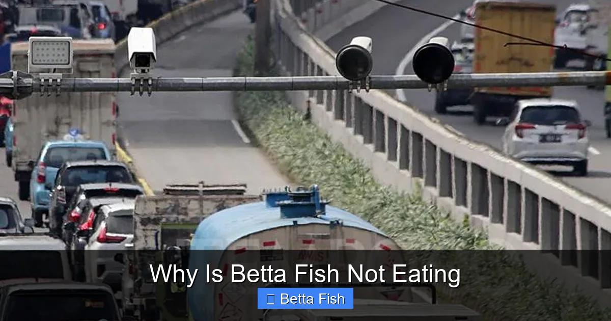 Why Is Betta Fish Not Eating