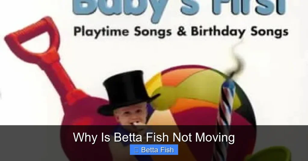 Why Is Betta Fish Not Moving