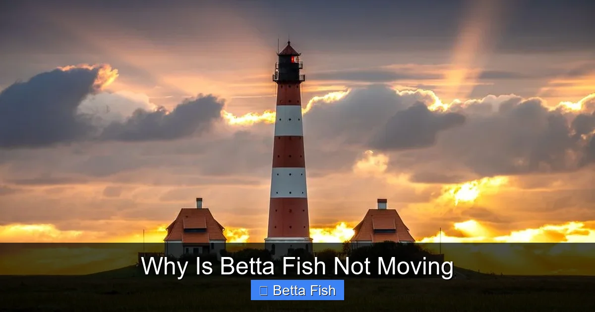 Why Is Betta Fish Not Moving