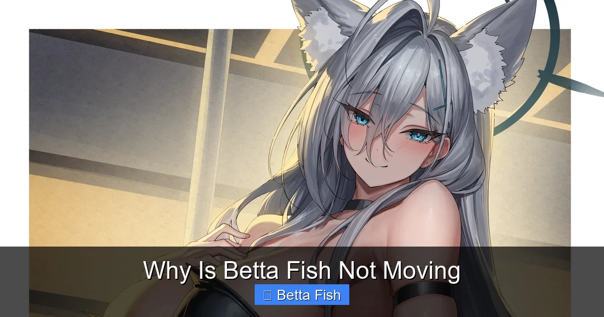 Why Is Betta Fish Not Moving