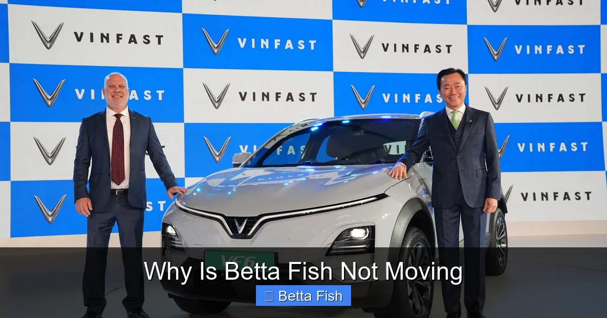 Why Is Betta Fish Not Moving