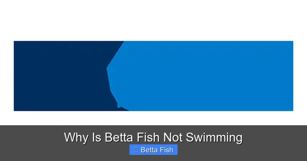 Why Is Betta Fish Not Swimming