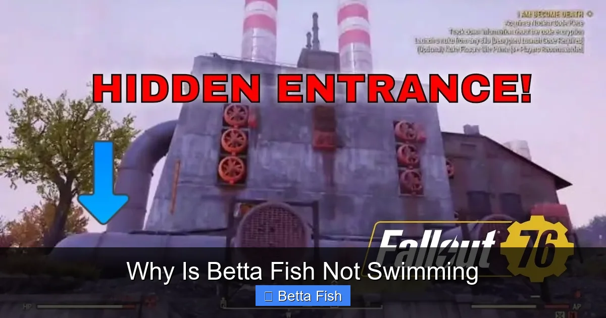 Why Is Betta Fish Not Swimming