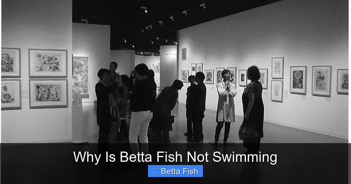Why Is Betta Fish Not Swimming