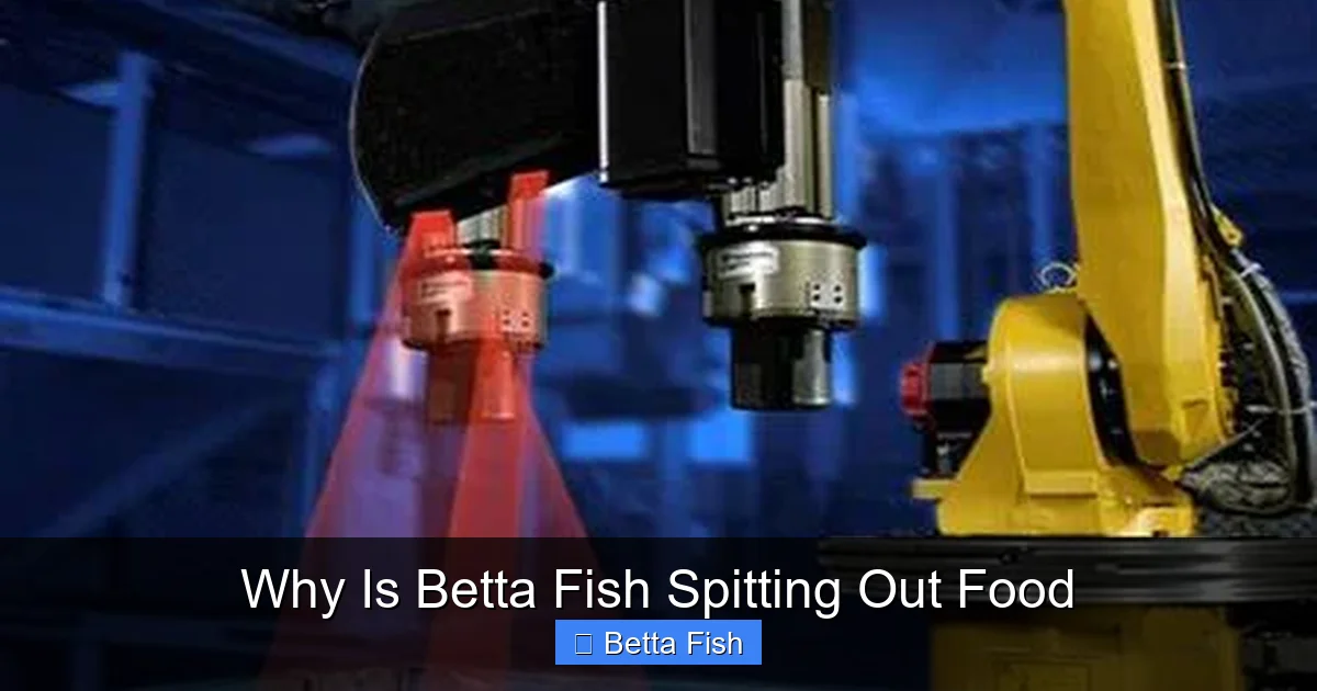 Why Is Betta Fish Spitting Out Food