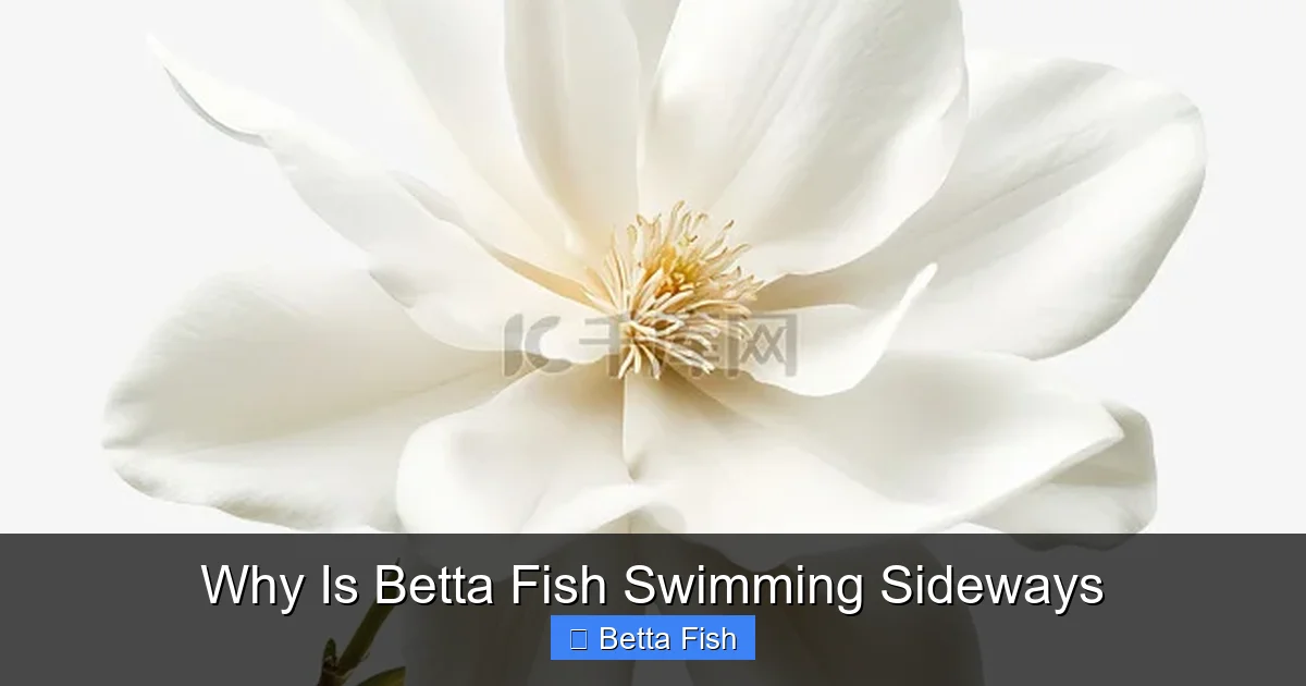 Why Is Betta Fish Swimming Sideways