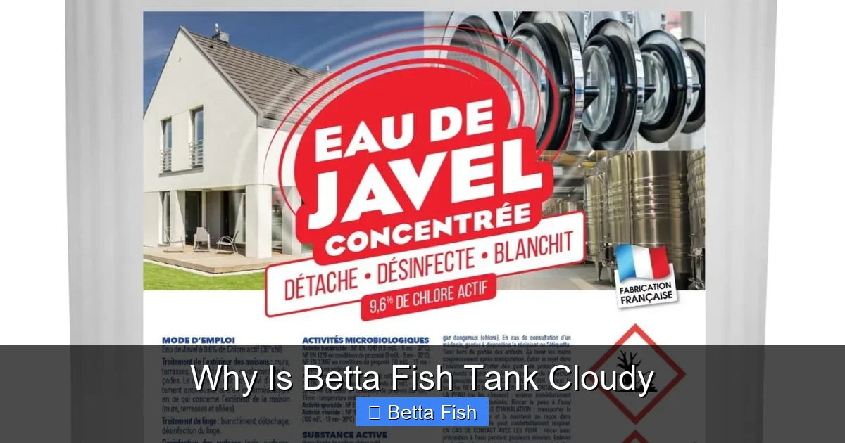 Why Is Betta Fish Tank Cloudy
