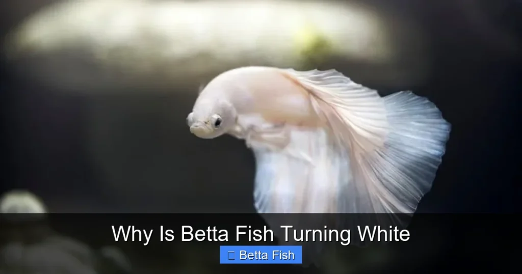 Why Is Betta Fish Turning White