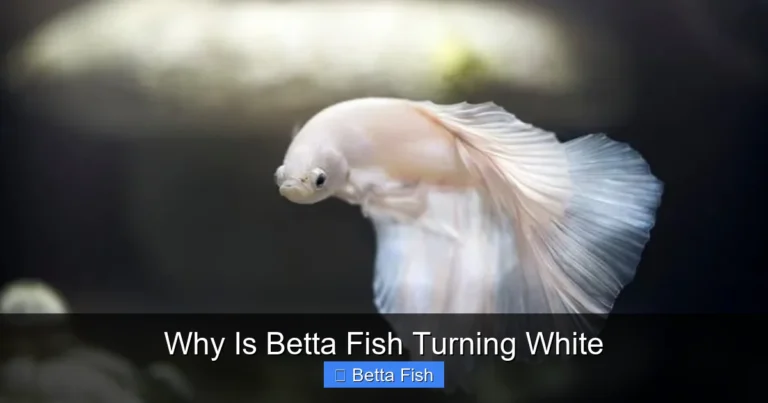 Why Is Betta Fish Turning White