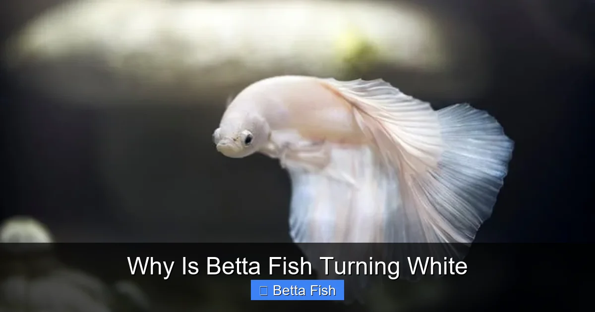 Why Is Betta Fish Turning White