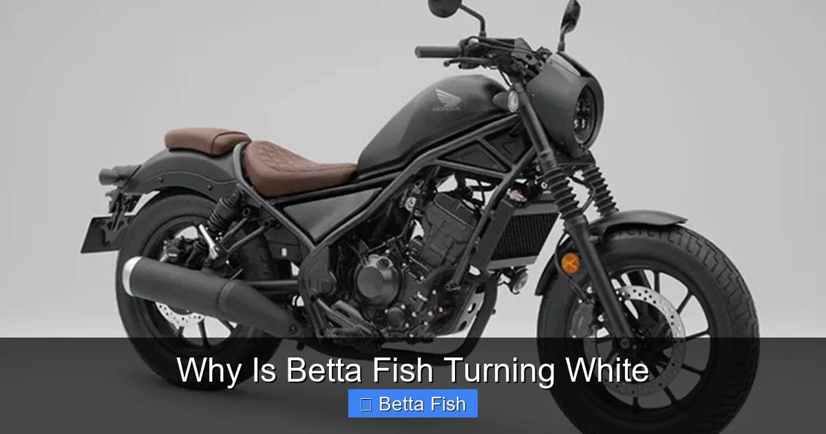 Why Is Betta Fish Turning White