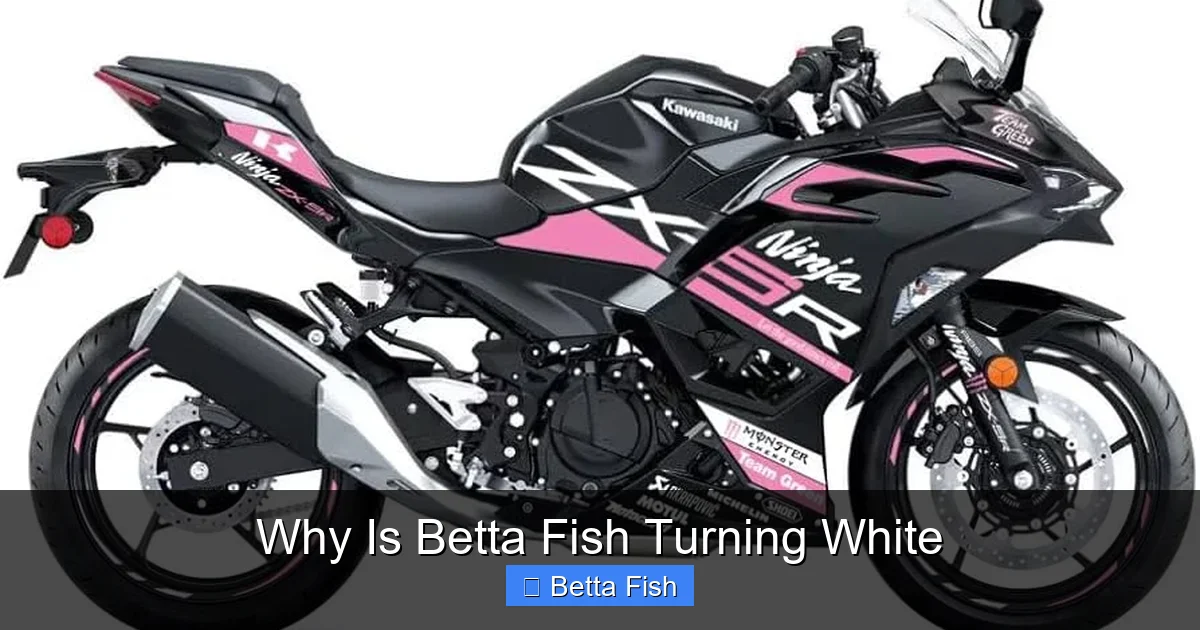 Why Is Betta Fish Turning White