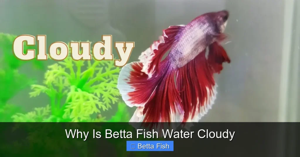 Why Is Betta Fish Water Cloudy
