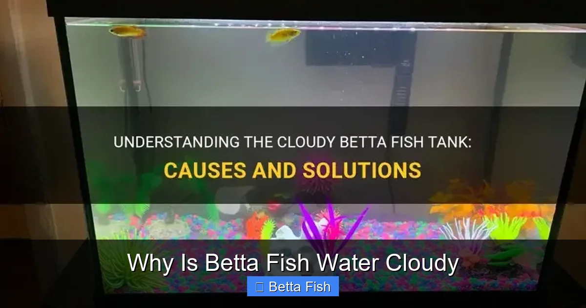 Why Is Betta Fish Water Cloudy