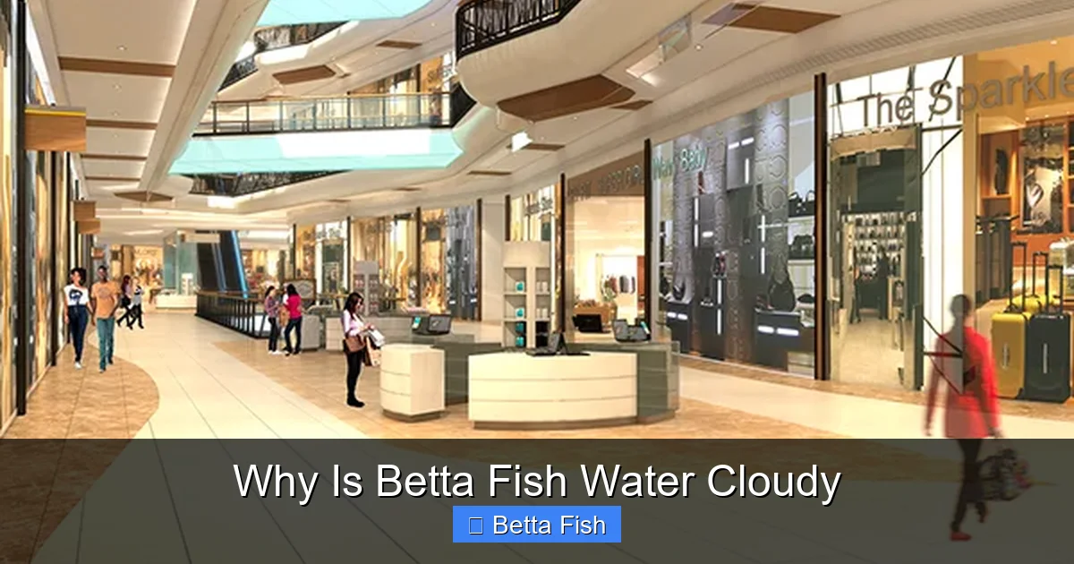 Why Is Betta Fish Water Cloudy