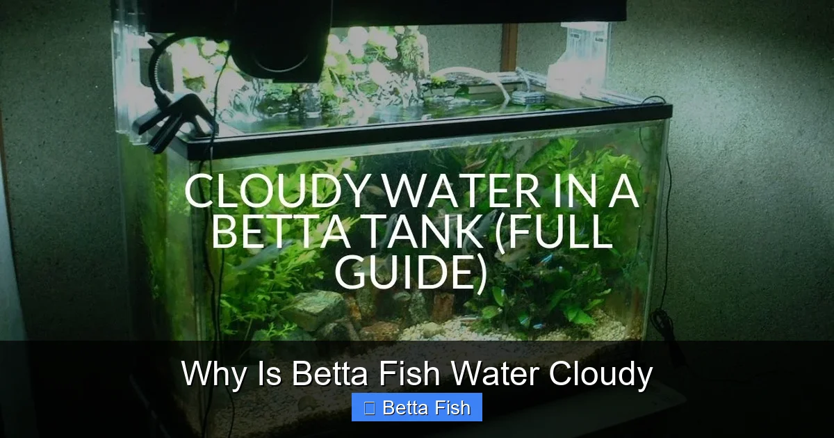 Why Is Betta Fish Water Cloudy