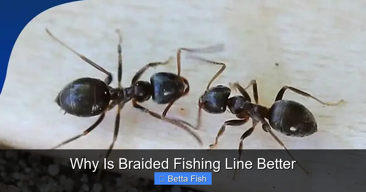 Why Is Braided Fishing Line Better