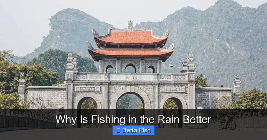 Why Is Fishing in the Rain Better