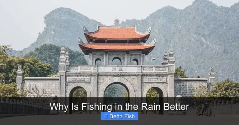 Why Is Fishing in the Rain Better