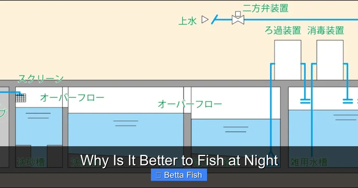 Why Is It Better to Fish at Night