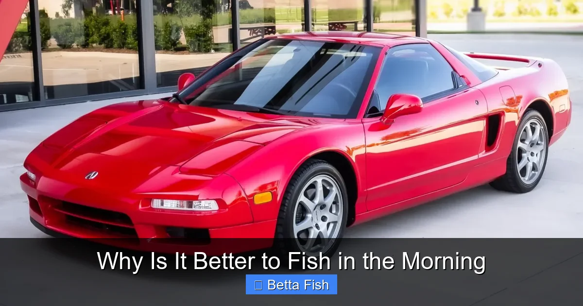 Why Is It Better to Fish in the Morning