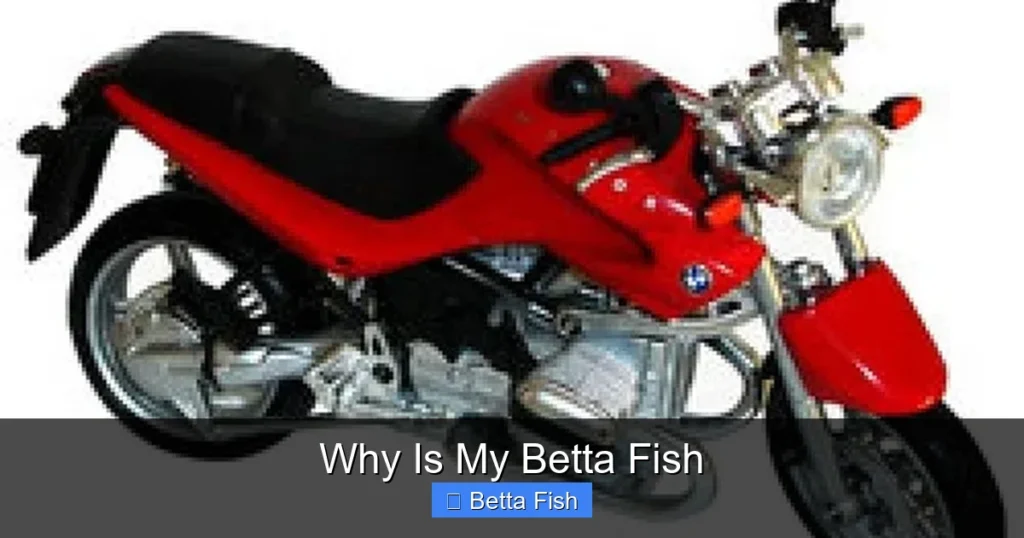Why Is My Betta Fish