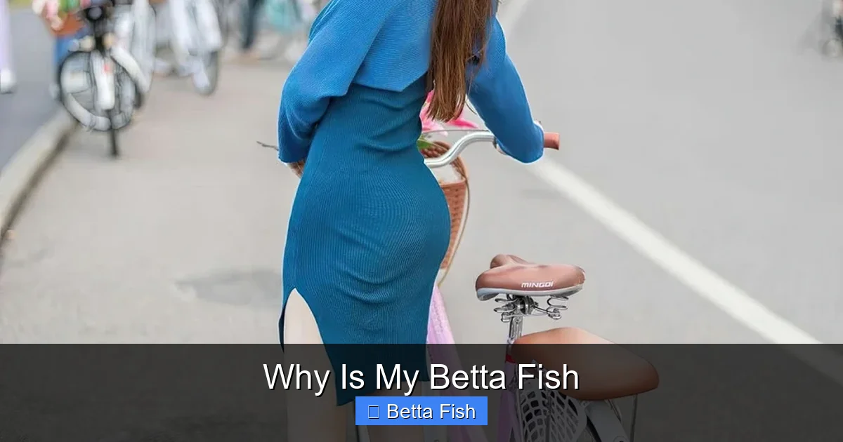 Why Is My Betta Fish