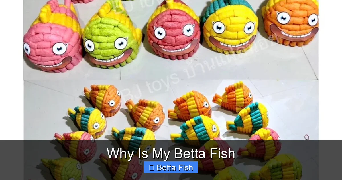 Why Is My Betta Fish