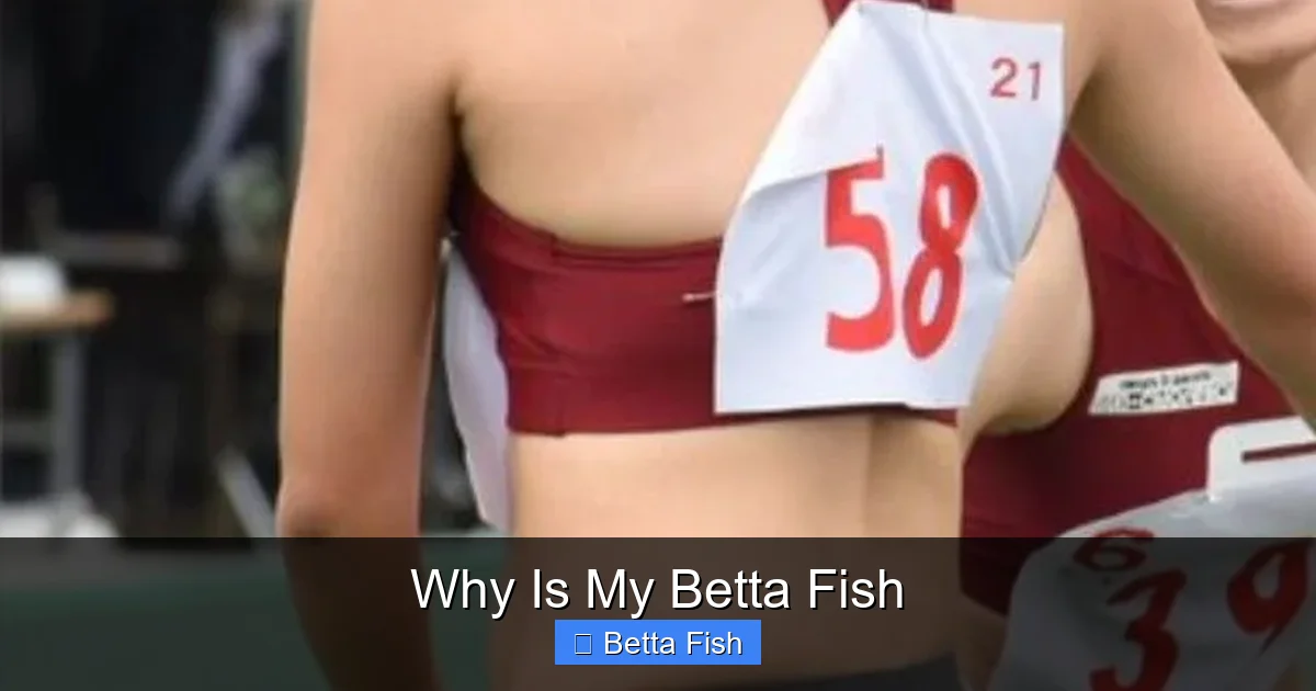 Why Is My Betta Fish