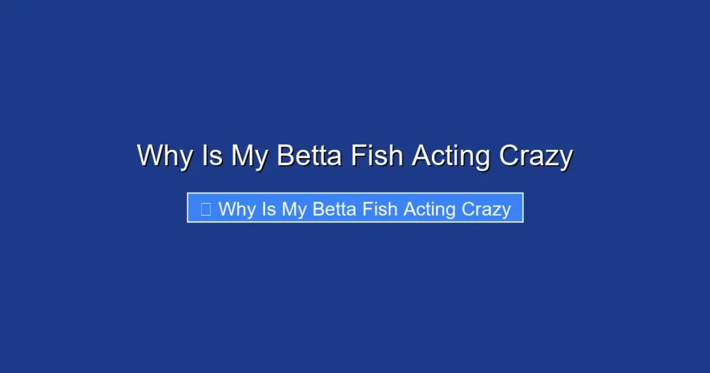 Why Is My Betta Fish Acting Crazy