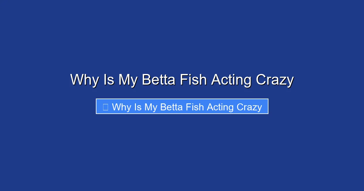 Why Is My Betta Fish Acting Crazy
