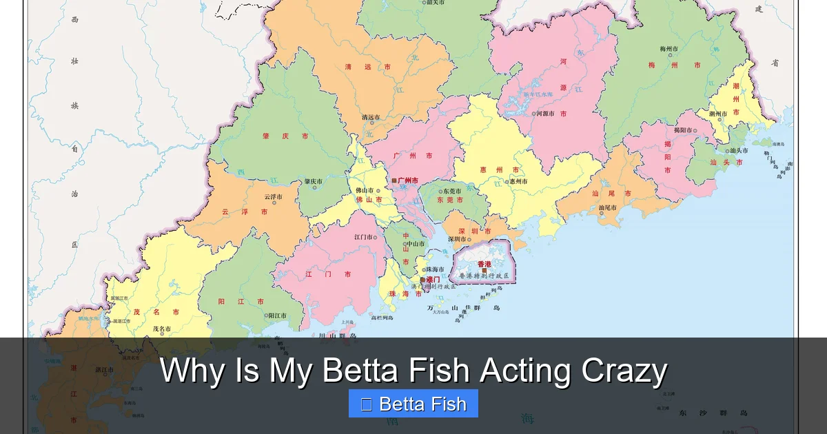 Why Is My Betta Fish Acting Crazy