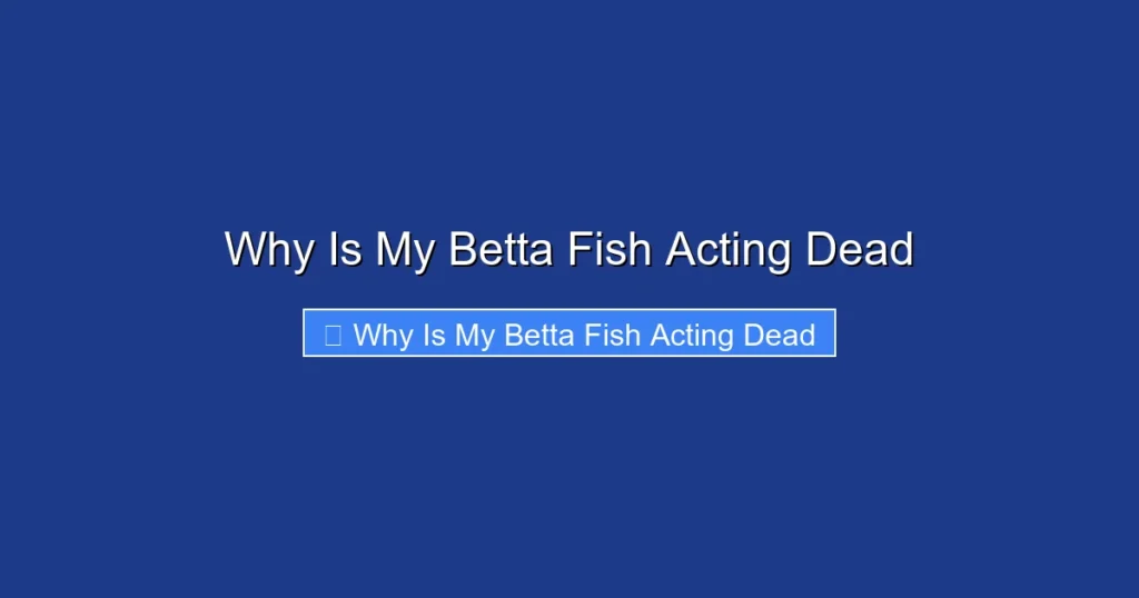 Why Is My Betta Fish Acting Dead