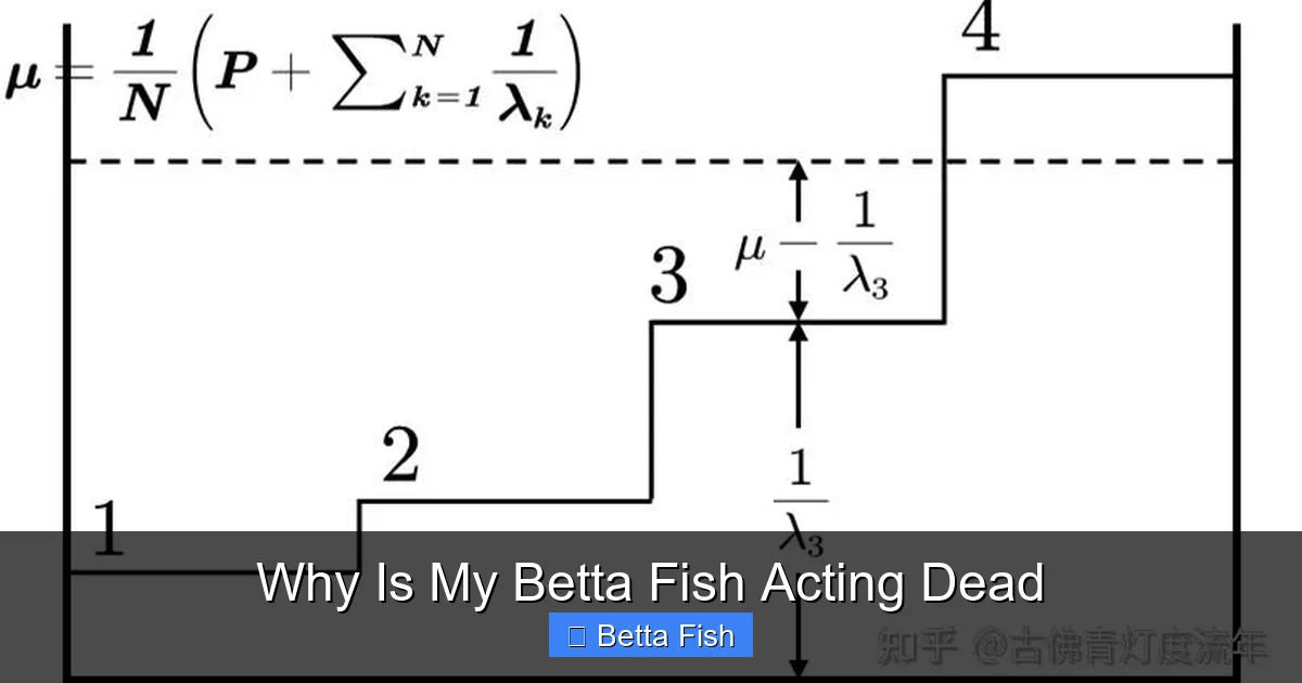 Why Is My Betta Fish Acting Dead