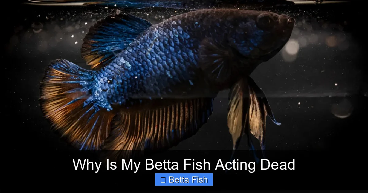 Why Is My Betta Fish Acting Dead