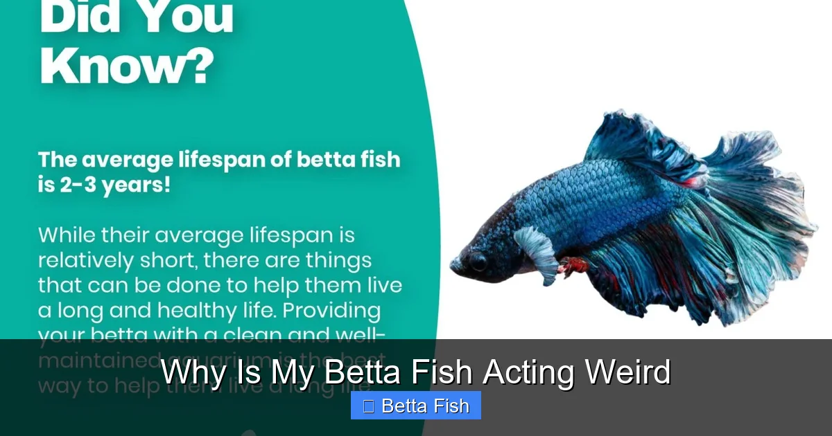 Why Is My Betta Fish Acting Weird