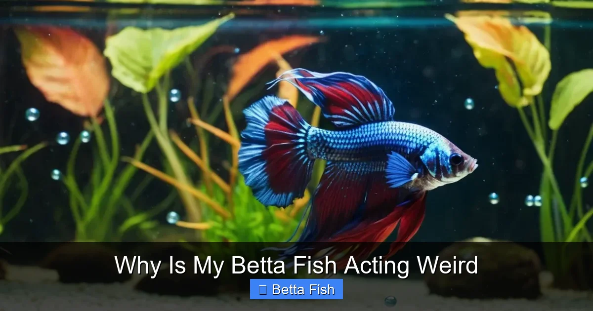 Why Is My Betta Fish Acting Weird