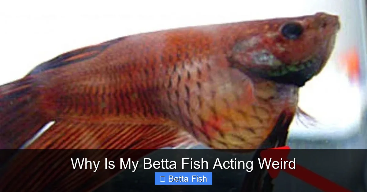 Why Is My Betta Fish Acting Weird